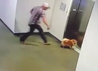 man saves dog from elevator
