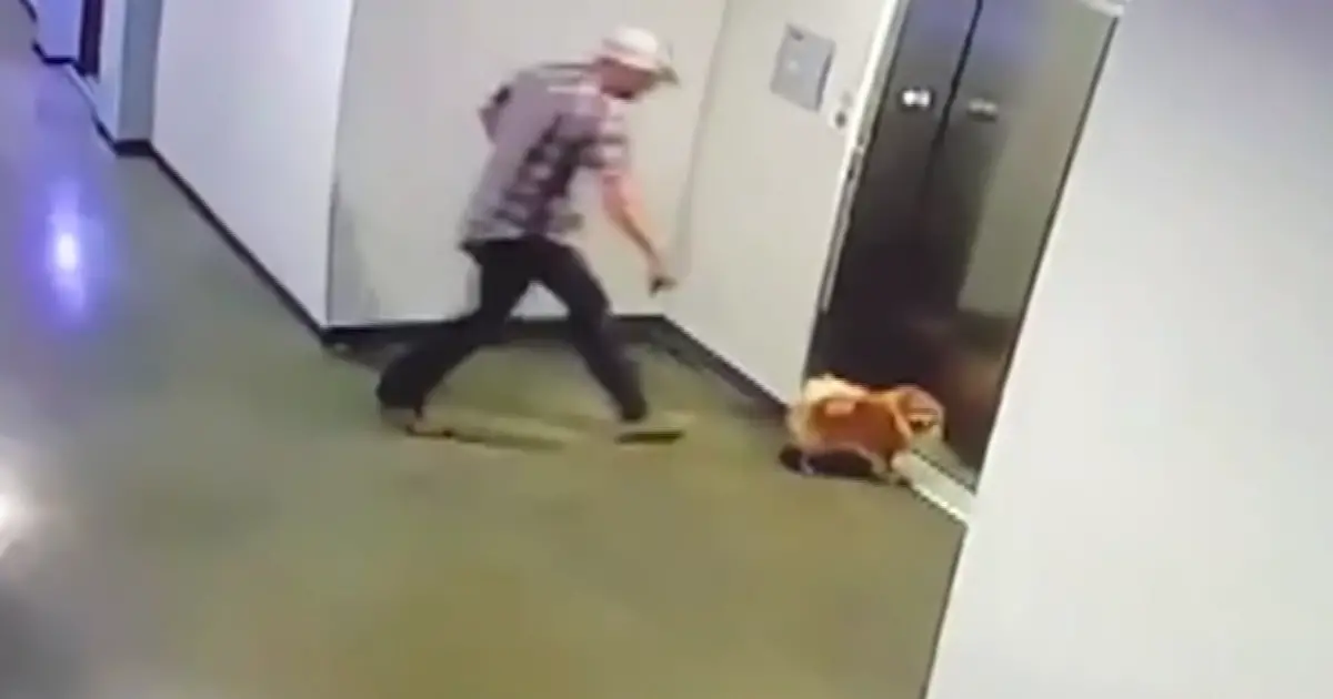 man saves dog from elevator