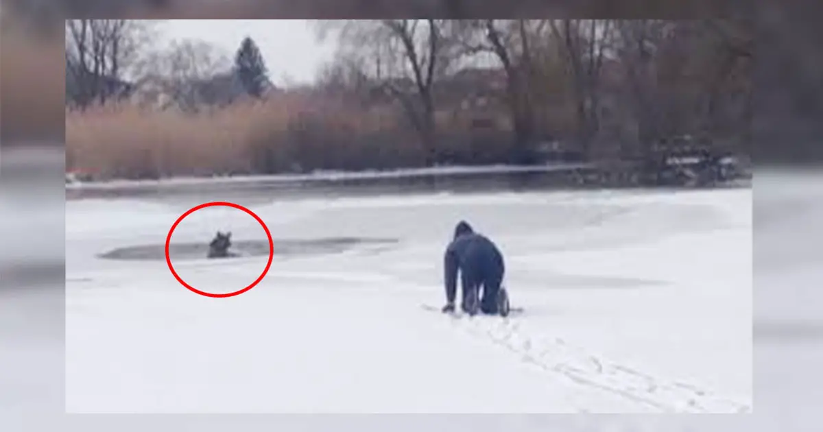 man saves dog with hockey stick