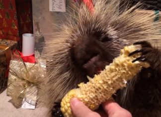 porcupine
