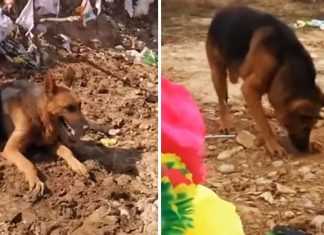 sad dog digs owner's grave