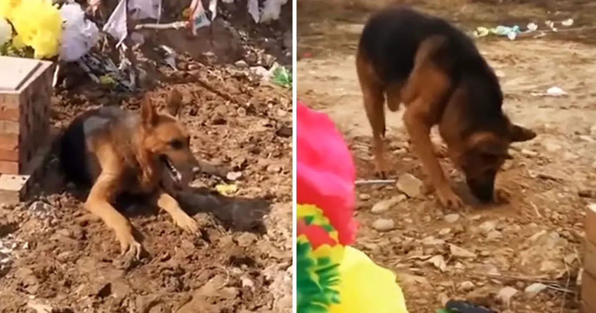 sad dog digs owner's grave