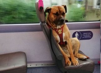 sad dog travels alone