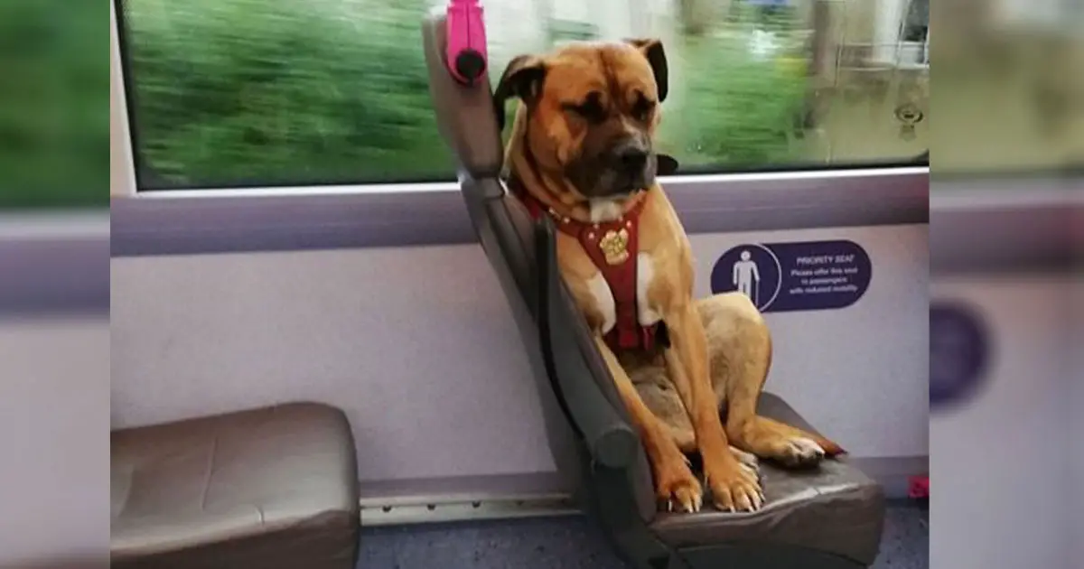 sad dog travels alone