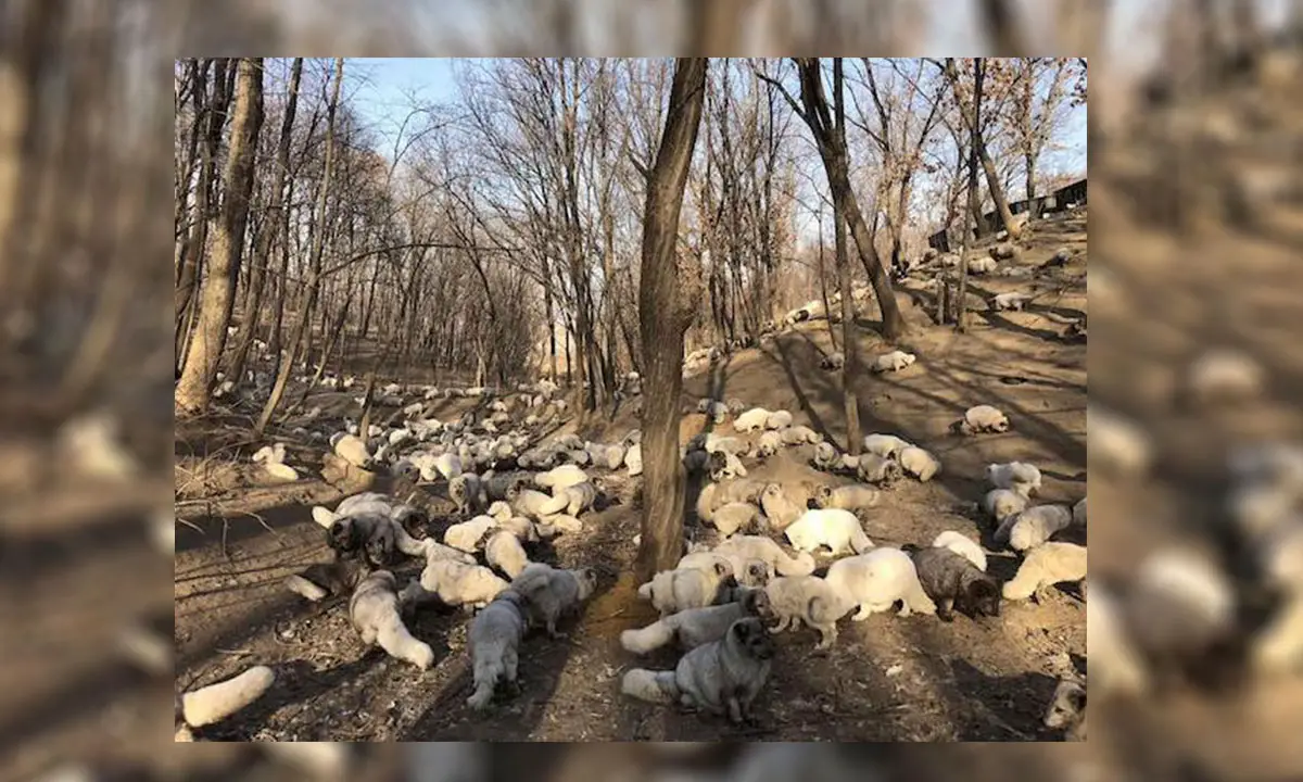 woman rescues foxes