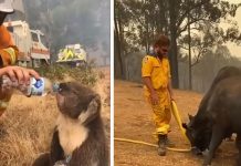 australian bush fire