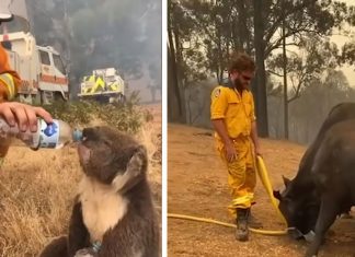 australian bush fire