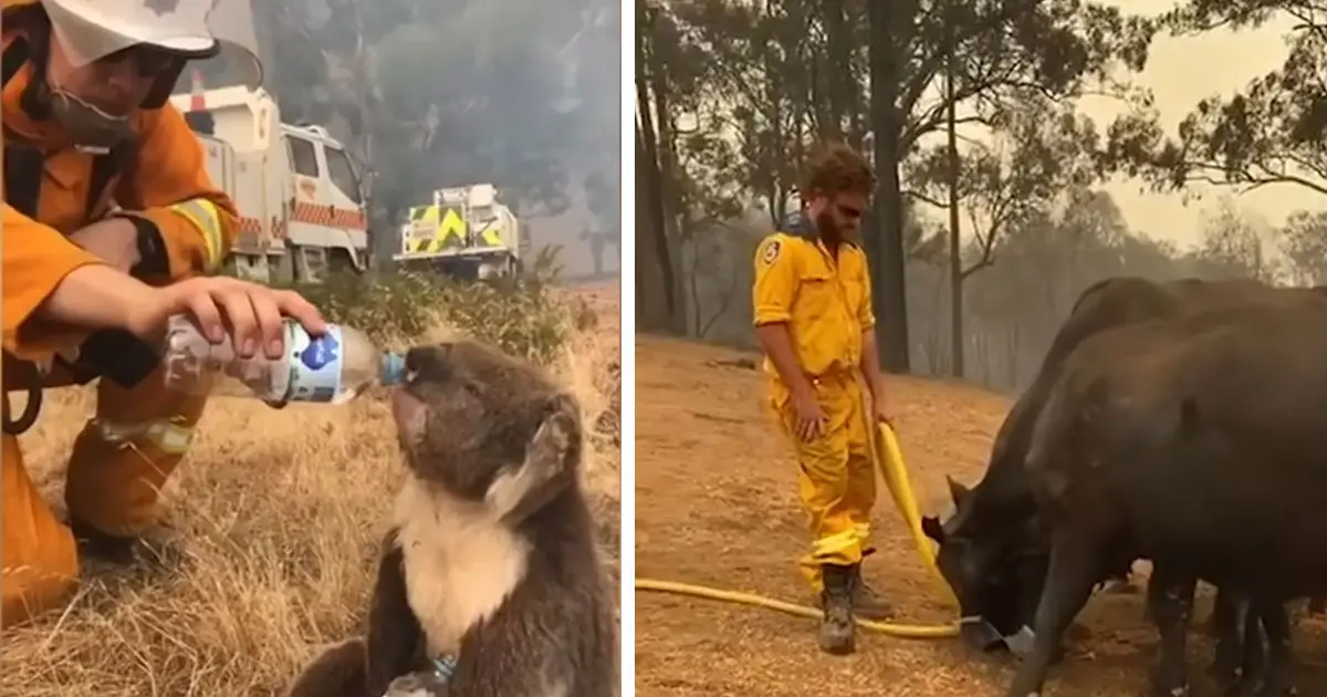 australian bush fire