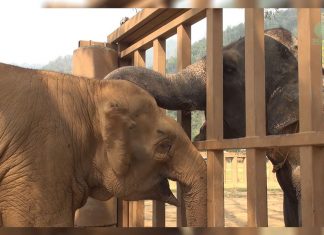 blind elephant meets friends