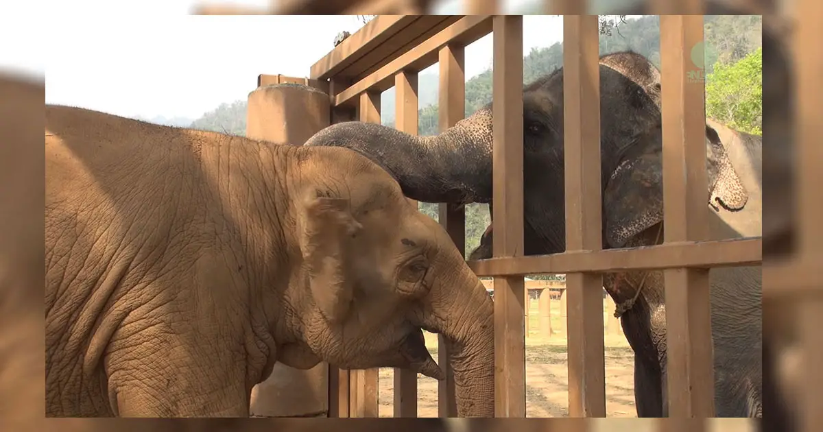 blind elephant meets friends
