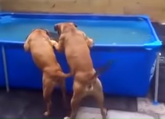 bulldogs-teamwork