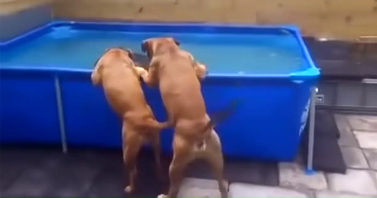 bulldogs-teamwork