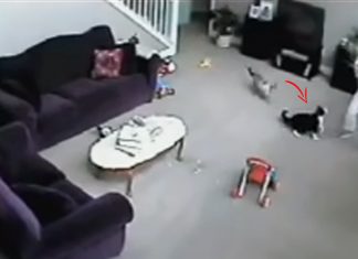 cat attacks sitter