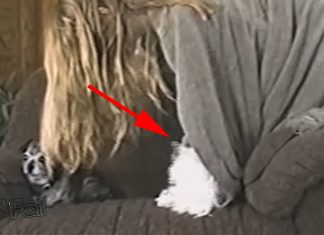cute pup with blanket