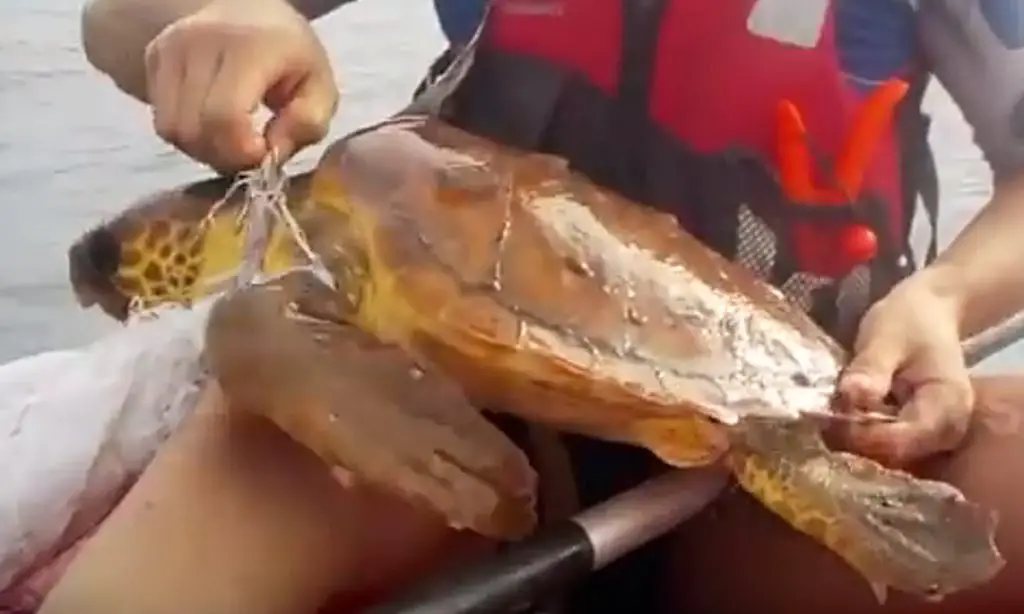 entangled sea turtle
