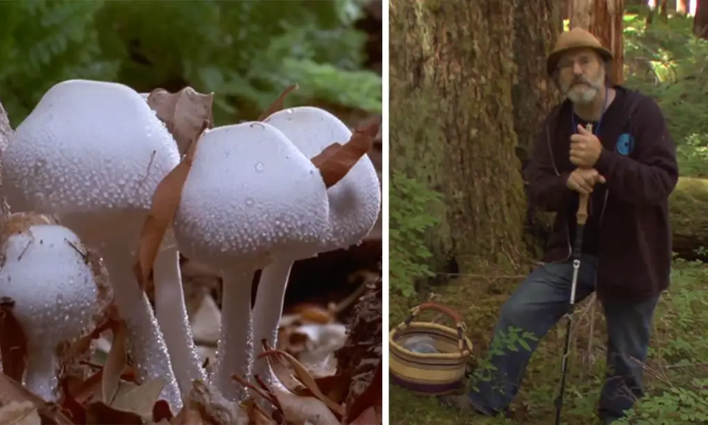 fantastic fungi spirit of good