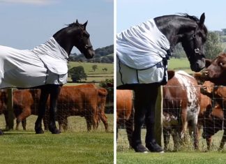 horse shows off to cows