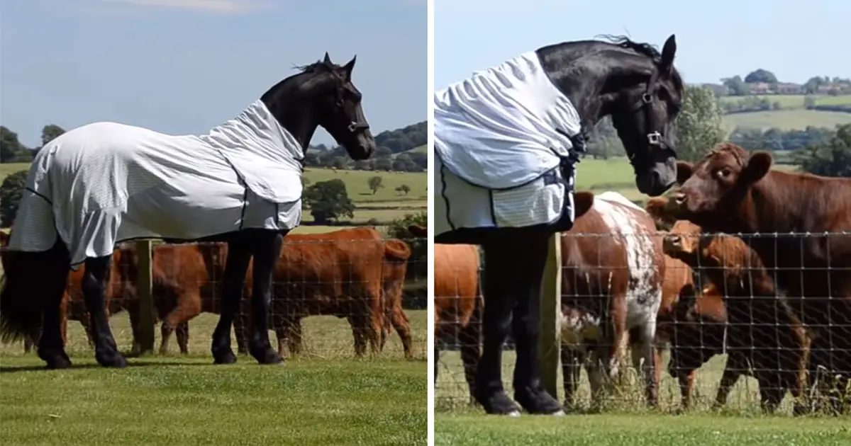 horse shows off to cows