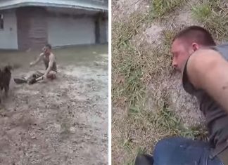 k9 chase thief