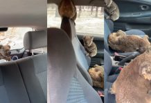 koala rescue