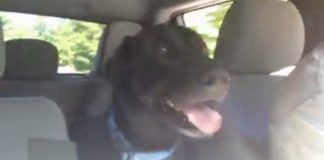 lab-loves-park