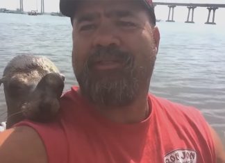 man-and-sea-lion