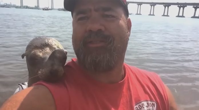 man-and-sea-lion