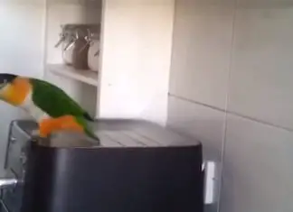 riverdance-parrot
