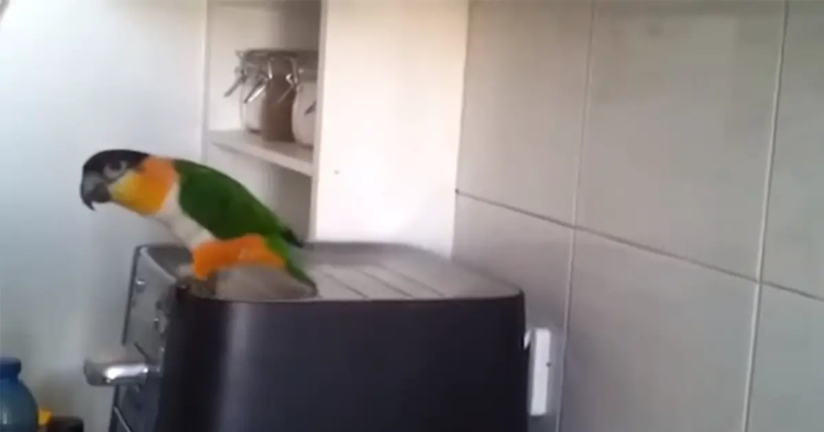 riverdance-parrot