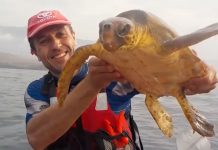 saving sea turtle