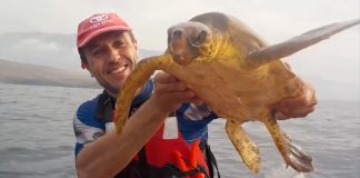 saving sea turtle