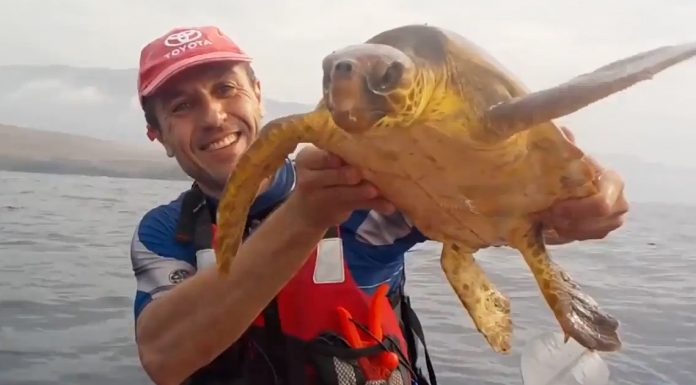 saving sea turtle