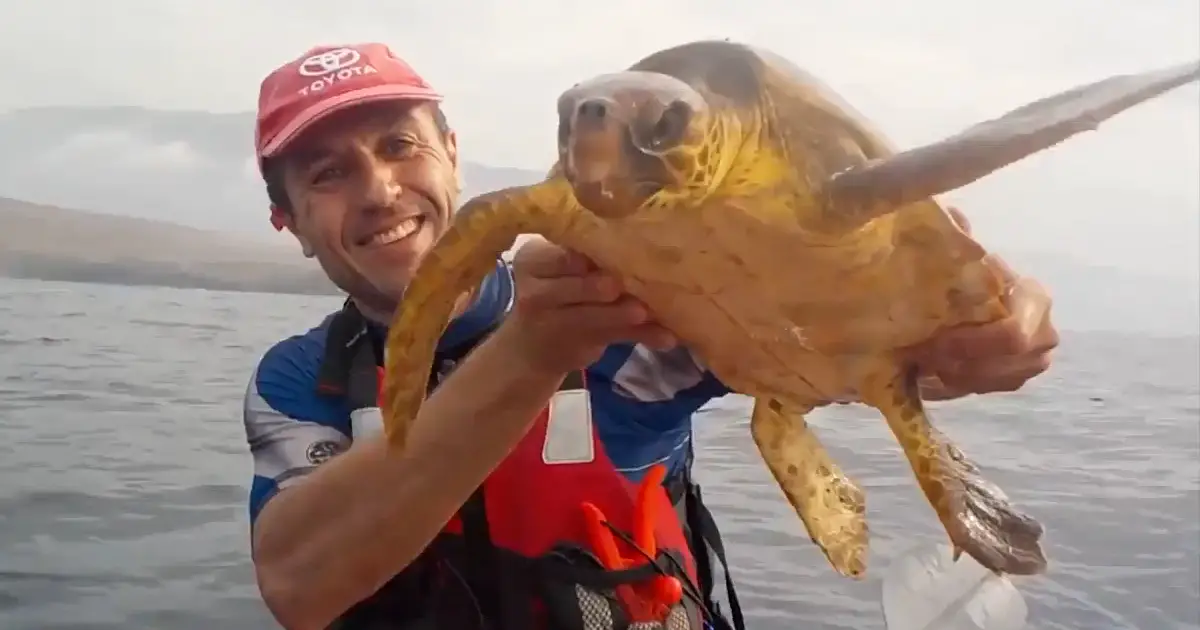 saving sea turtle