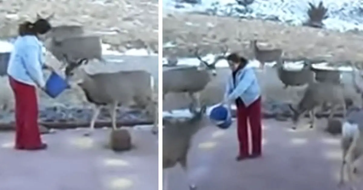 woman feeds deers