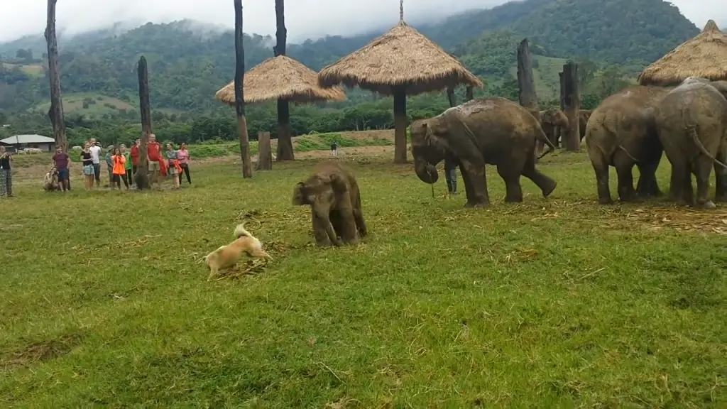 Cute Baby Elephant Gets Frustrated After Chasing A Dog 0-20 screenshot