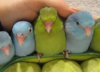 blue-bird-reaction