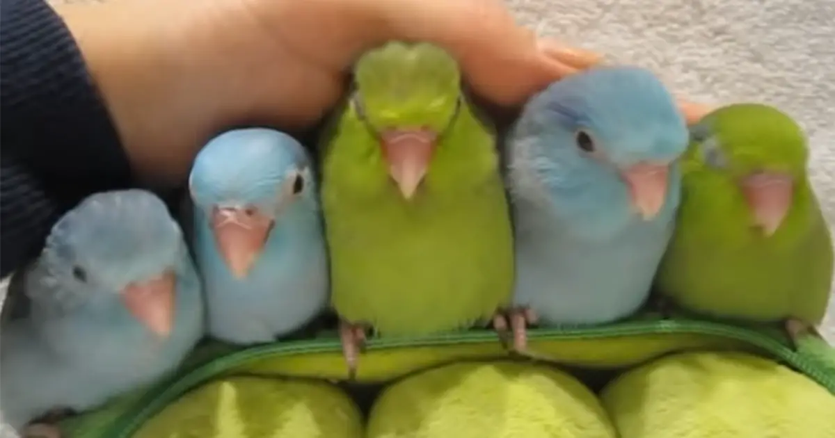 blue-bird-reaction