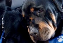 brutus-and-hank