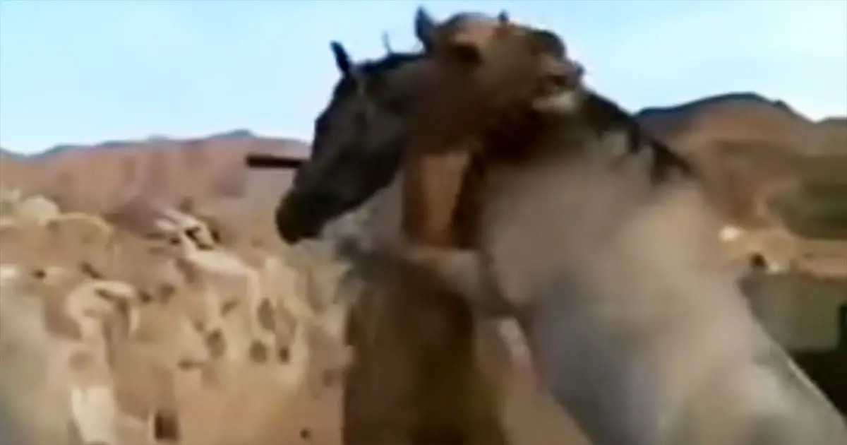 camel-and-horse