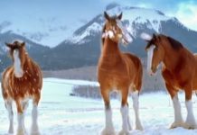 clydesdales-snowball