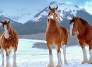 clydesdales-snowball