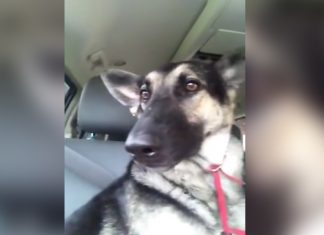 dog-low-dance