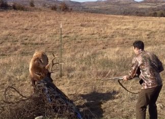 elk stuck