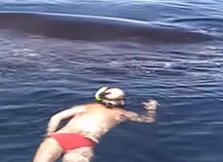 fishbach-whale-rescue
