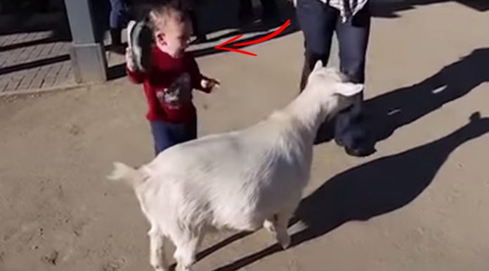 goat scares kid