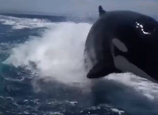 killer-whales-chasing-speedboat