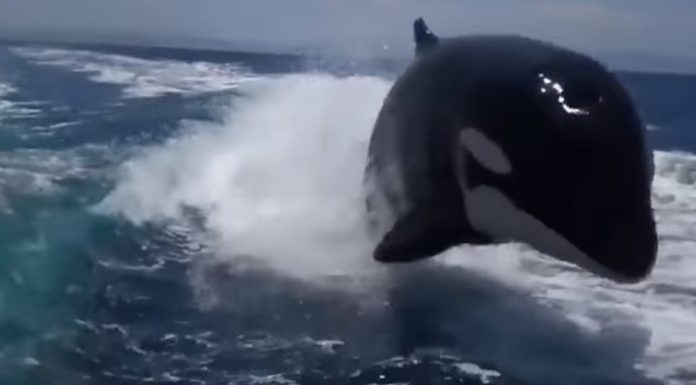 killer-whales-chasing-speedboat