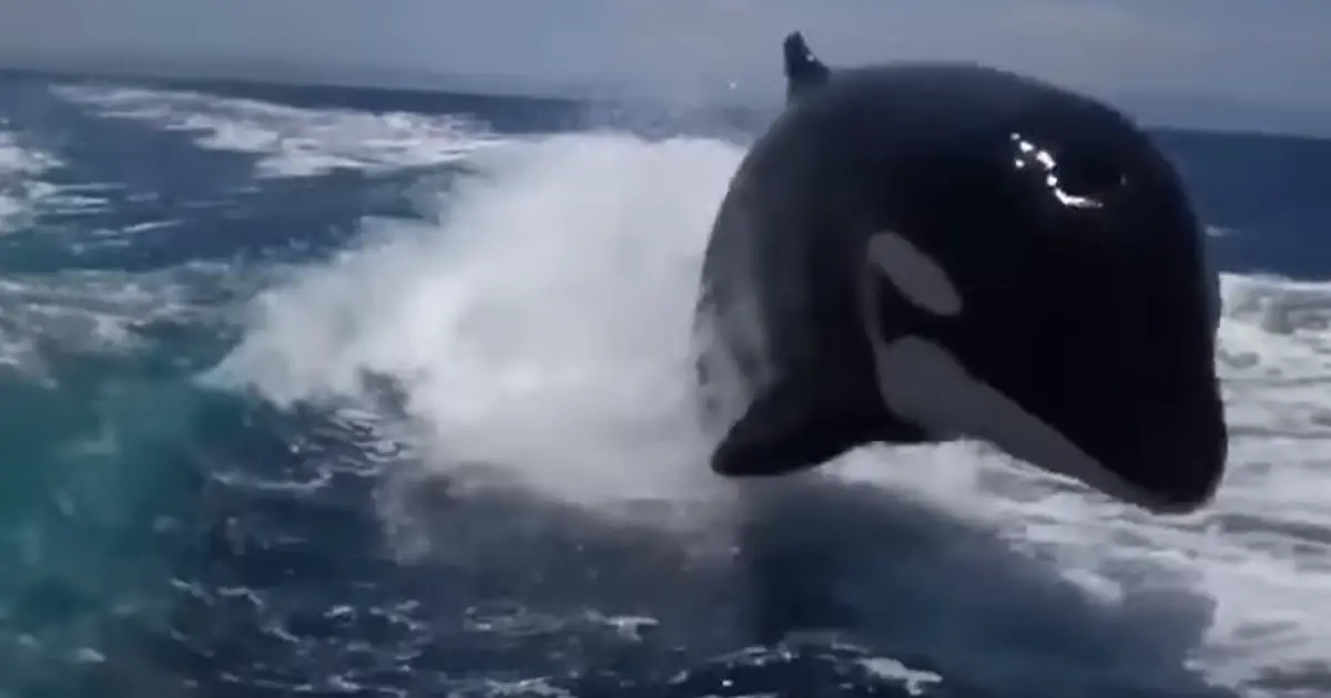 killer-whales-chasing-speedboat