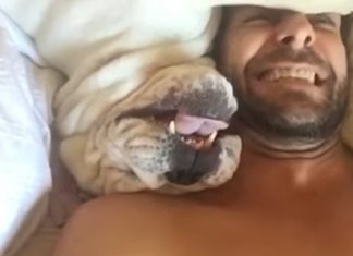 lazy-bulldog-buddha