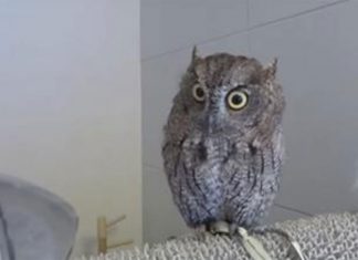 owl-prince